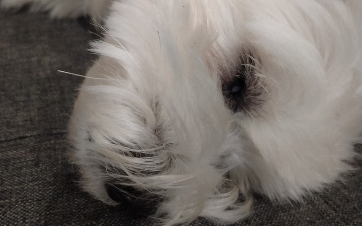 Zbiórka Sterylizacja suczki Bezki - zdjęcie główne