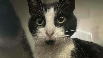 Zbiórka Na pomoc kotu z Huty Katowice - miniaturka zdjęcia