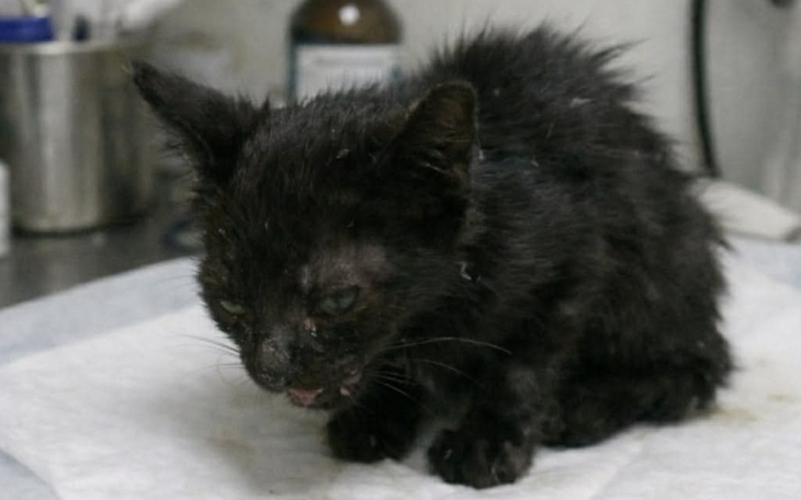 Mały czarny kotek w trudnej sytuacji, siedzący na stole.