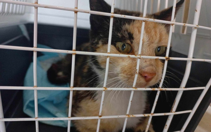 Zbiórka Koszmarny stan zębów i ból Ratuj - zdjęcie główne