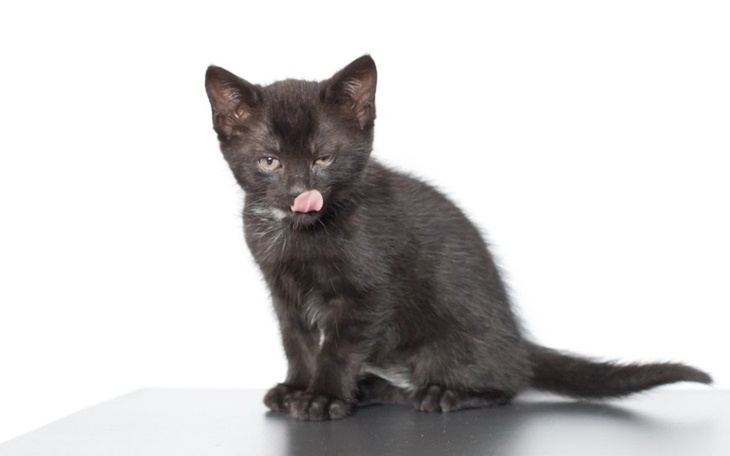 Zbiórka Zapełniamy kocie brzuszki - zdjęcie główne