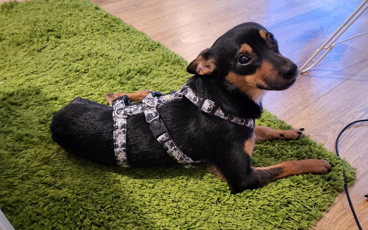 Zbiórka Nowe łapki dla Humusa. - zdjęcie główne