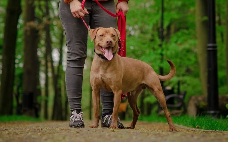 Pies na smyczy, uśmiechnięty, w zielonym parku.