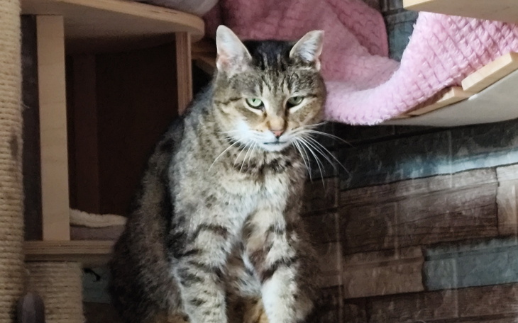 Kot siedzący w pomieszczeniu, z wyrazem twarzy.