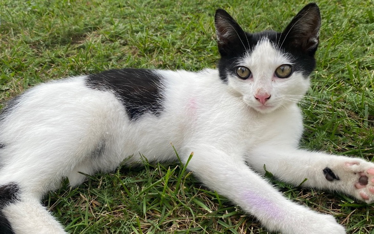 Zbiórka Na sterylizację kotki i badania. - zdjęcie główne