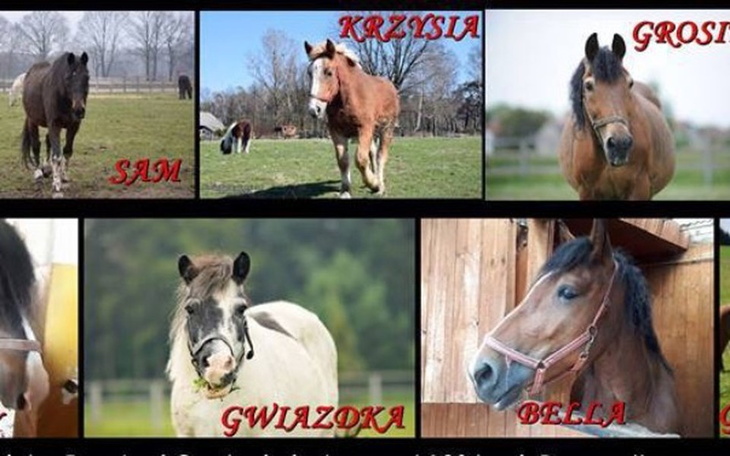 Zbiórka Pasty odrobaczające dla koni - zdjęcie główne