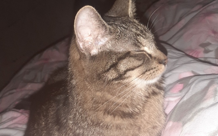 Zbiórka Dla Lucka - zdjęcie główne