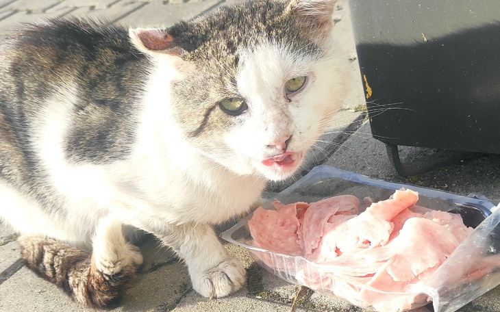 Kot jedzący jedzenie na ulicy.