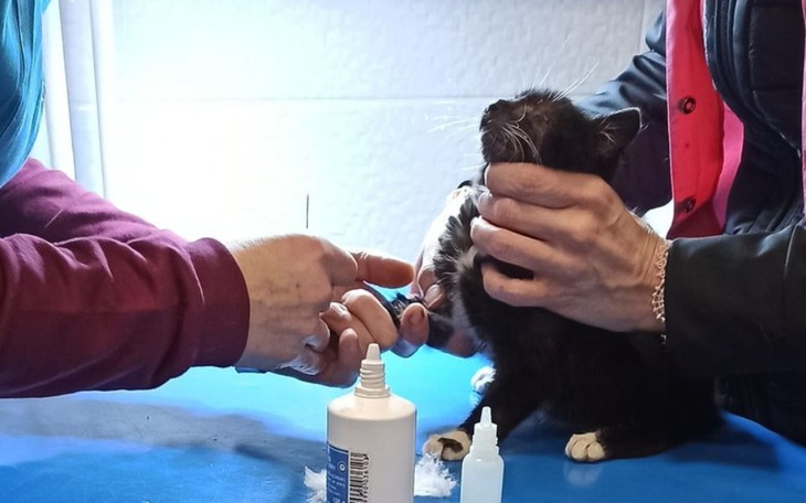 Zbiórka Amputacja oka u kociaka - zdjęcie główne