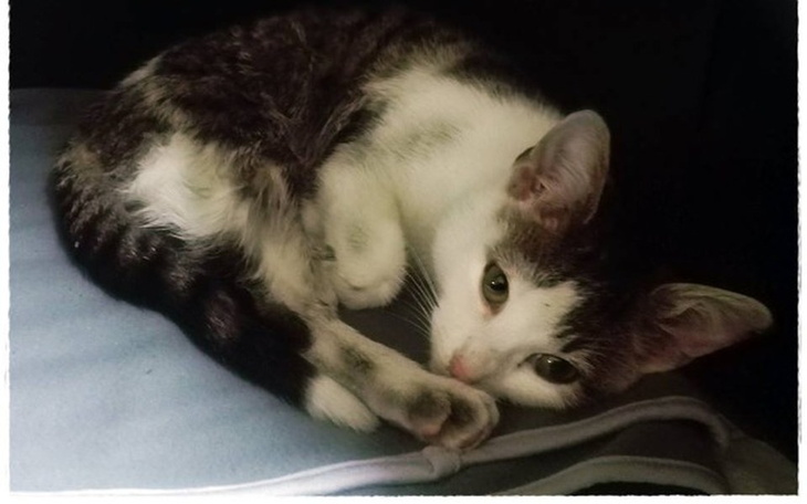 Zbiórka Walczy o życie! POMÓŻ jej wygrać - zdjęcie główne