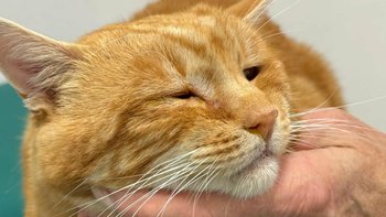 Zbiórka 😿 Ratujemy oczko Rudiego 😿 - miniaturka zdjęcia