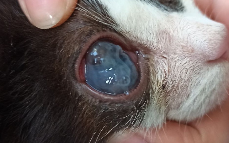 Zbiórka Koty wyrzucone w kartonie - zdjęcie główne