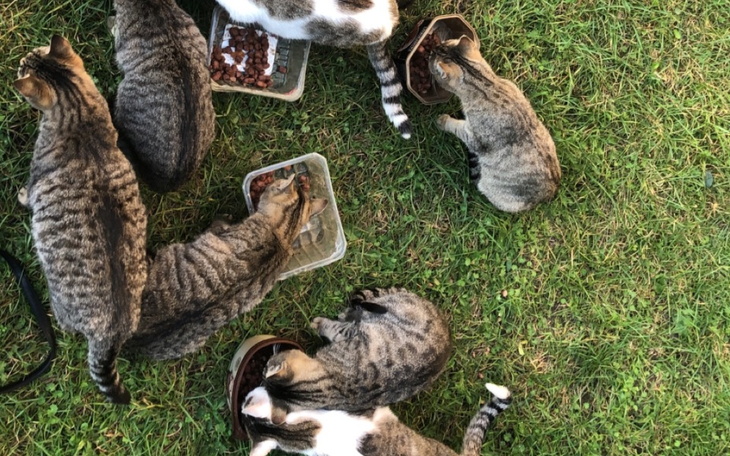 Zbiórka Dla bezdomnych kociaków - zdjęcie główne