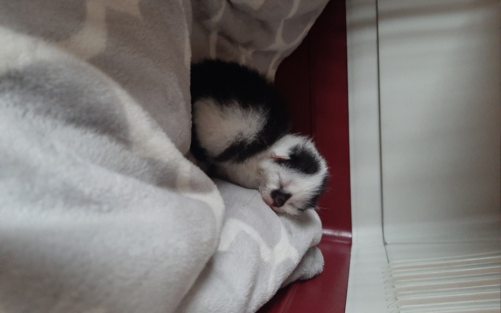 Zbiórka Pomóżmy kotom doznać lepszy dom - zdjęcie główne