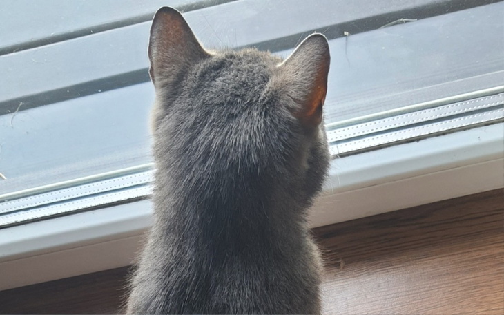 Zbiórka Nie ma gdzie iść z kotkami - zdjęcie główne