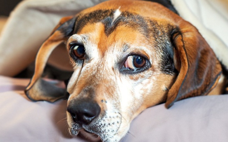 Zbiórka Znaleziony na ulicy, dajmy życie - zdjęcie główne