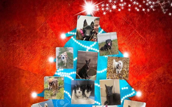 Kolaż zdjęć psów i kotów na choince świątecznej.