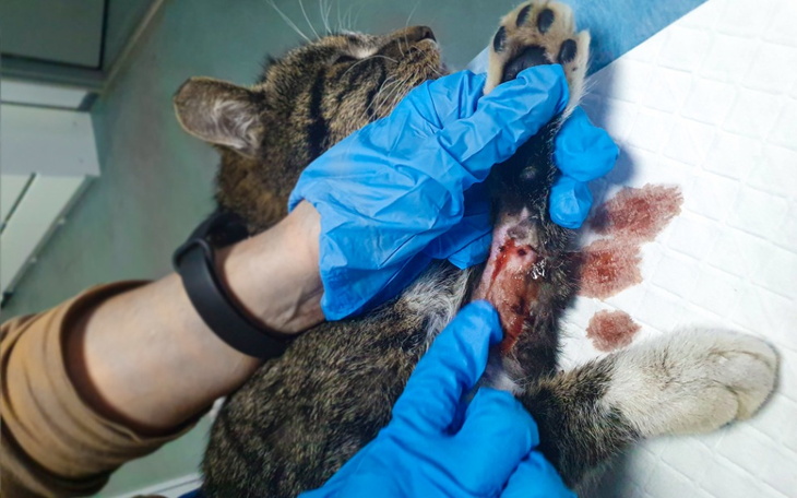 Zbiórka Styks - zdjęcie główne