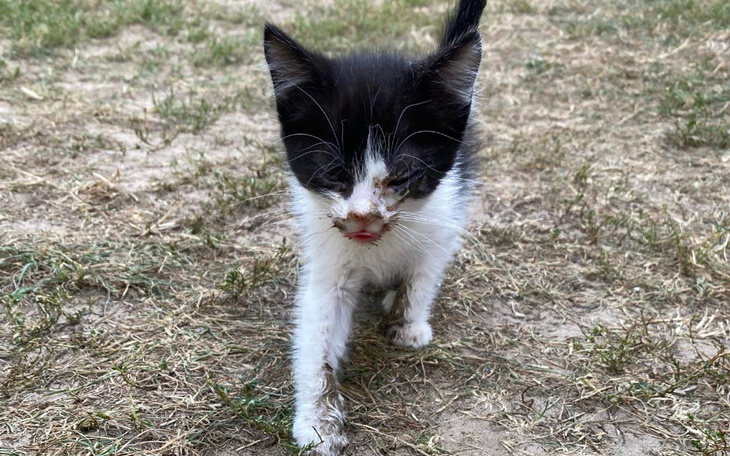 Mały kotek spacerujący po trawie, z ciekawym wyrazem twarzy.