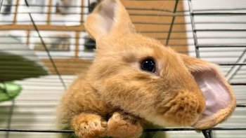 Zbiórka Wirtualna Puszka Uszata Przystań - miniaturka zdjęcia