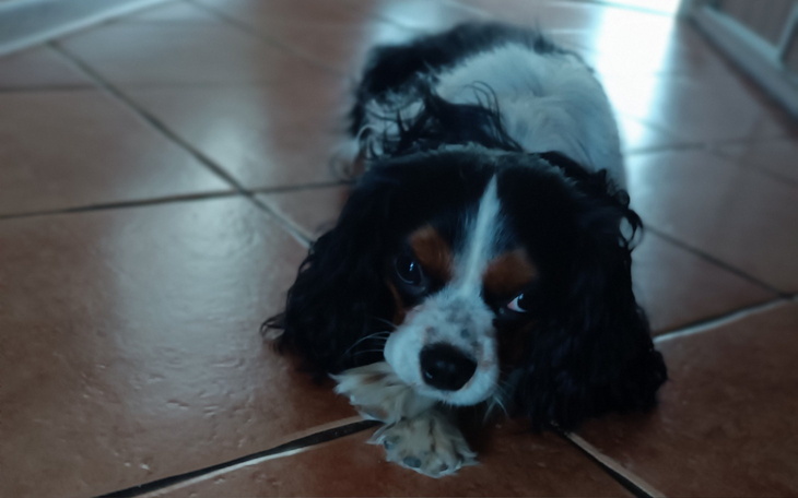 Cavalier King Charles Spaniel leżący na podłodze.