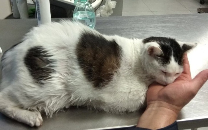 Zbiórka Na leczenie kocurka Mirka - zdjęcie główne