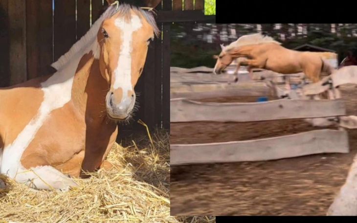 Zbiórka Na mojego pierwszego konia. - zdjęcie główne