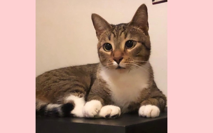 Kot leżący na czarnej powierzchni, z wyrazistymi oczami i białym brzuchem.