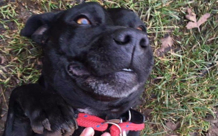 Zbiórka Sunia 7 lat zamknieta wkomorce - zdjęcie główne