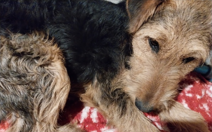 Zbiórka Na leczenie foksteriera - zdjęcie główne