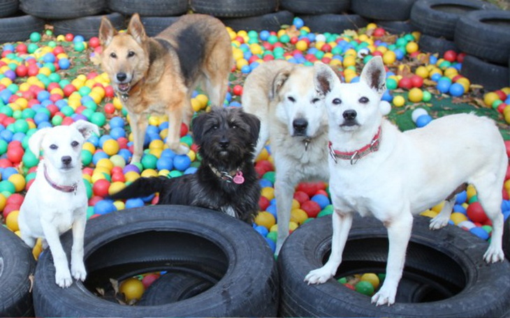 Zbiórka NaPsieJedzenie - zdjęcie główne