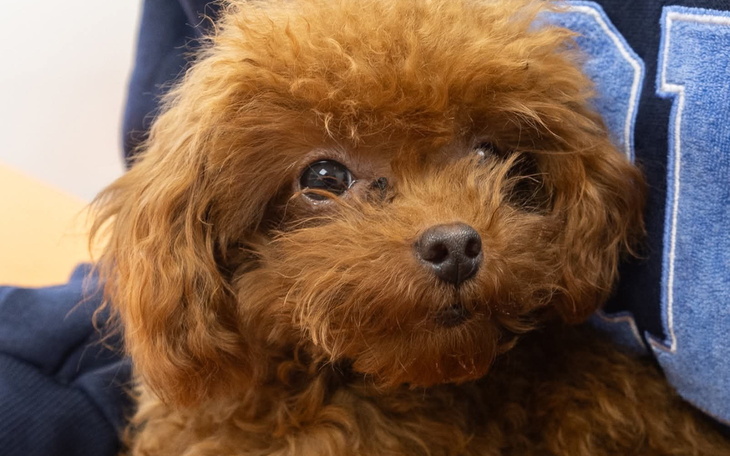 Mały, brązowy piesek, przytulny i uroczy.