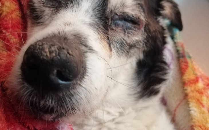 Zbiórka Baffi..ratunek dla przyjaciela - zdjęcie główne