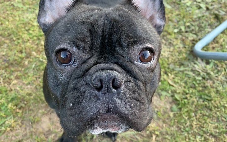 Zbiórka Na leczenie Lilo - zdjęcie główne