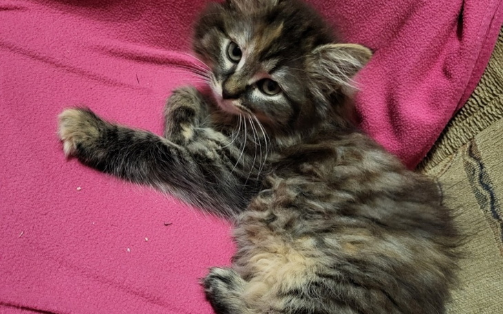 Zbiórka Kotek Szuka Domu - zdjęcie główne