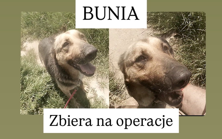 Pies Bunia zbiera fundusze na operację.