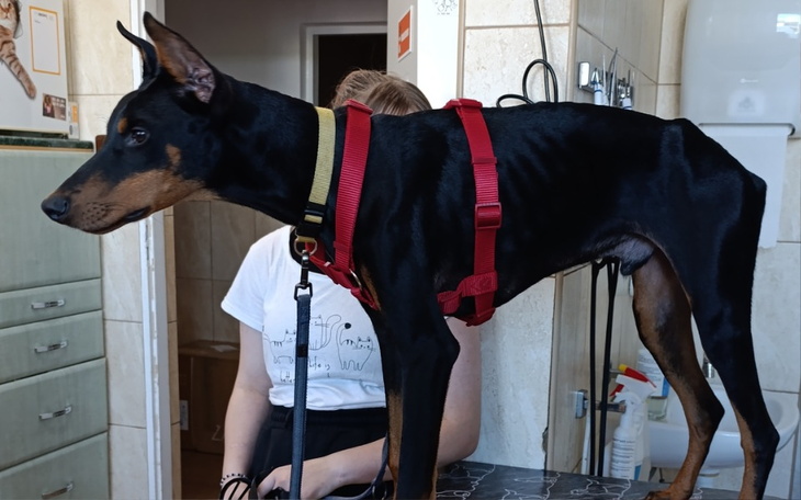 Zbiórka Skóra_i_kości_chory_Leo - zdjęcie główne