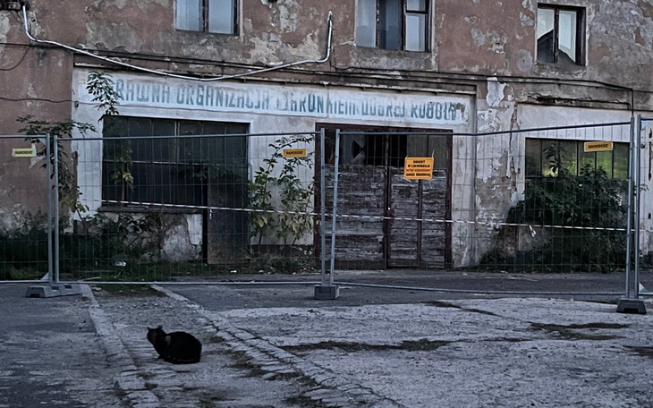 Zbiórka Akcja Ewakuacja kotów - zdjęcie główne