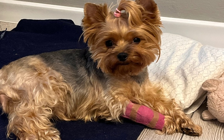 Zbiórka na rezonans dla mojej suni Żory - zdjęcie główne