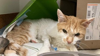 Zbiórka Miała umrzeć przed świętami - miniaturka zdjęcia