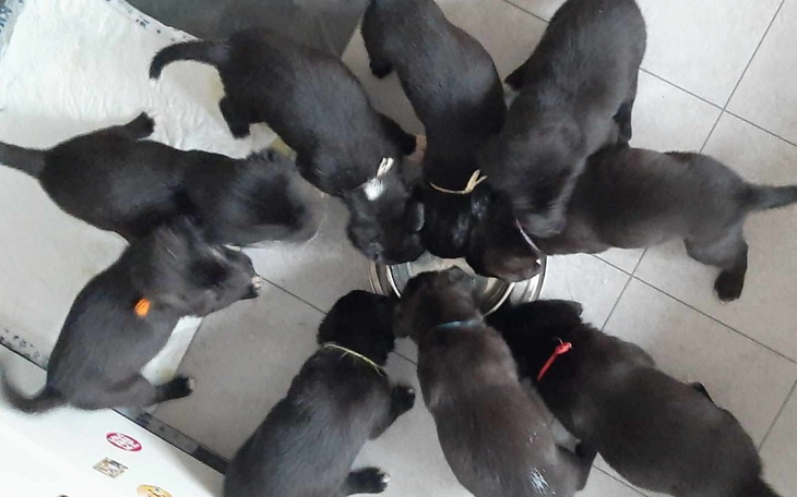 Zbiórka Daj piątaka na szczeniaka - zdjęcie główne