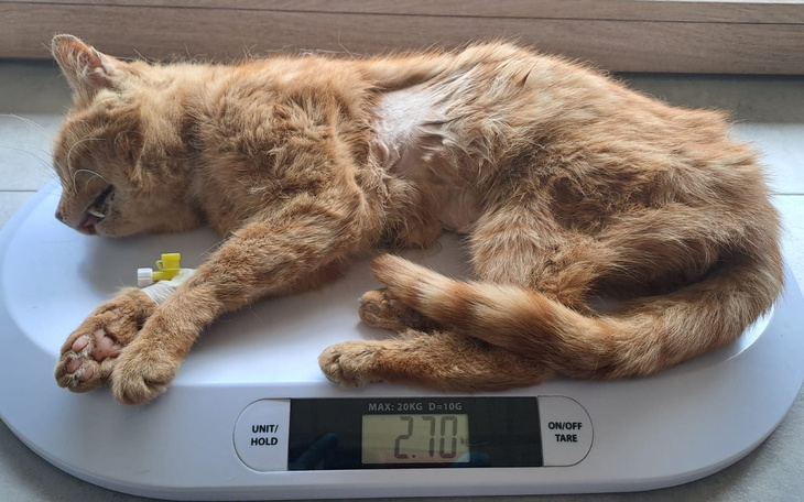 Rudy kot leżący na wadze, z widoczną wagą 2,70 kg.