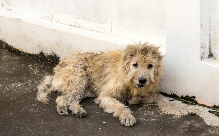 Brudny pies leżący na chodniku.