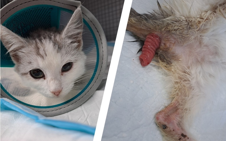 Kot w kołnierzu ochronnym, obok rany.