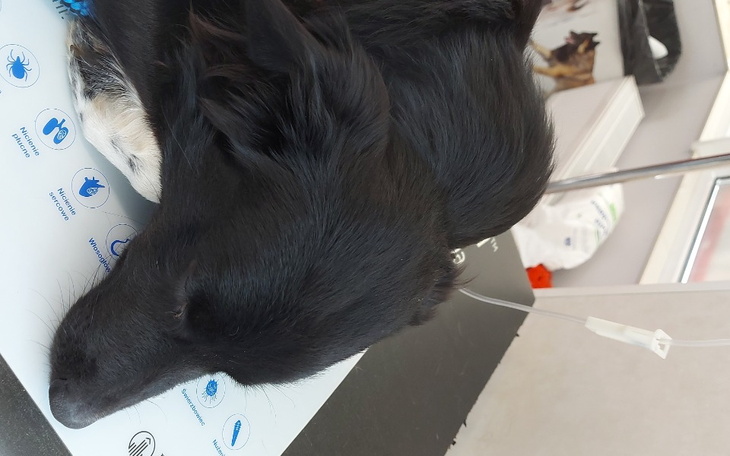 Zbiórka Na członka rodziny - zdjęcie główne