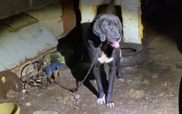 Pies uwiązany w ciemnym pomieszczeniu, wygląda na zmartwionego.