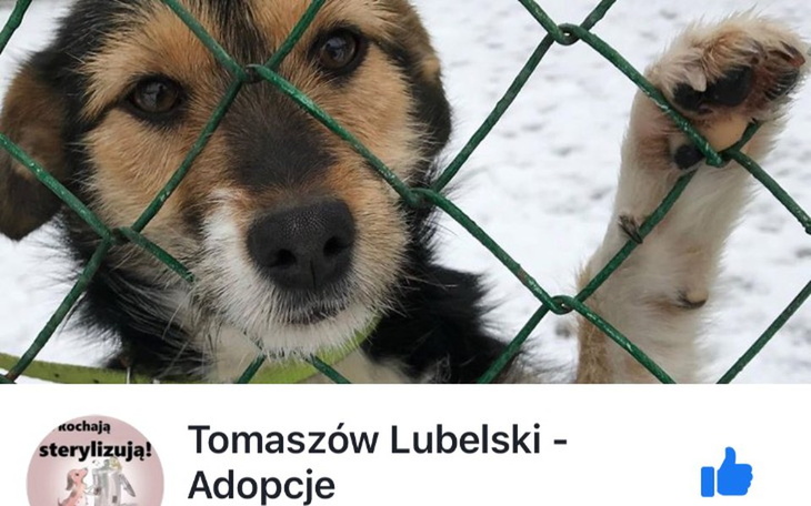 Zbiórka Świąteczna pomoc dla zwierzaków - zdjęcie główne