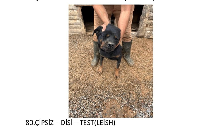 Rottweiler w rękach opiekuna, czeka na pomoc.