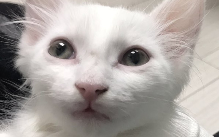 Zbiórka Panleukopenia,ratujemy koty - zdjęcie główne