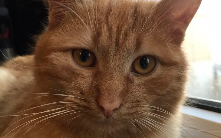 Zbiórka Psia Ekipa dla kotków - zdjęcie główne